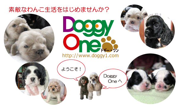 アメリカンコッカースパニエル　Doggy　One